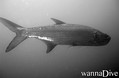 scuba diving photo