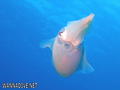 scuba diving photo