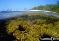 scuba diving photo